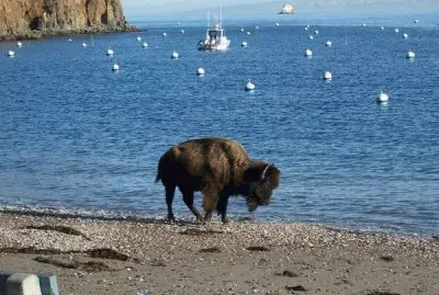 Baby Buffalo-Catalina Island