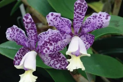 Purple Tiger Orchid