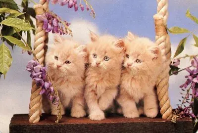 gatets jigsaw puzzle