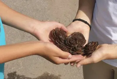 semillas de roble