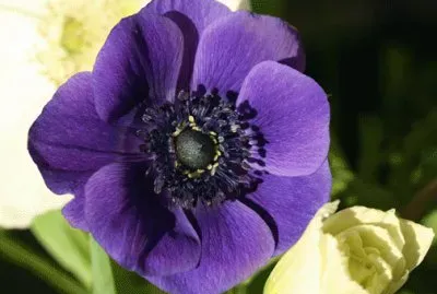 Deep Purple Anemone