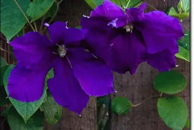 Royal Purple Clematis