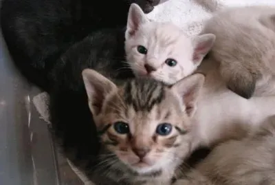 Kitten Cuties