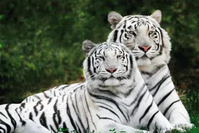 Tigre blanco