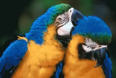 פאזל של Loros amorosos