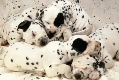 פאזל של Animales tiernos dalmatas