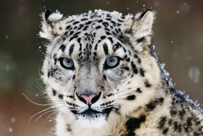 פאזל של Tigre blanco adulto