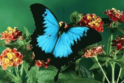 פאזל של Mariposa