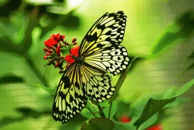 פאזל של Mariposa