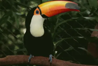 Tucan