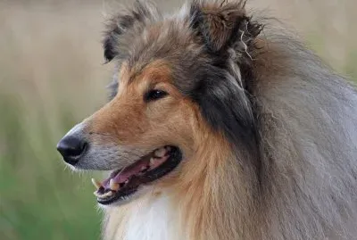 canino- collie