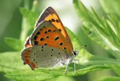 Mariposa