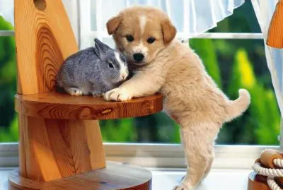 Cachorritos tiernos