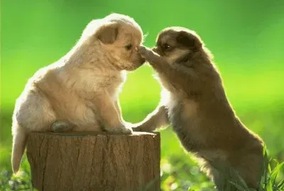 cachorritos tiernos