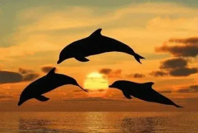 DELFINES jigsaw puzzle