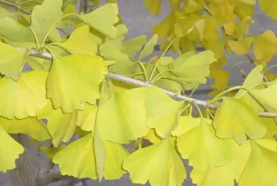 ginkgo biloba