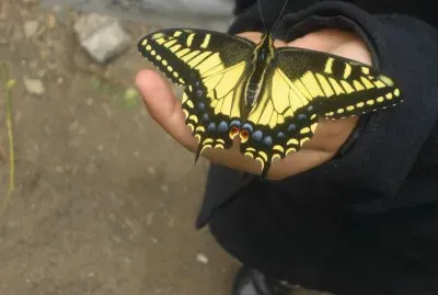 a 15 mins. de salir del capullo