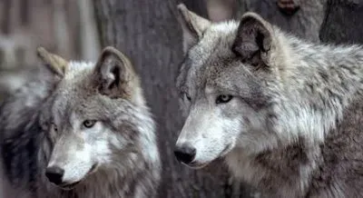 Lobos blancos