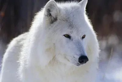 Lobo Blanco