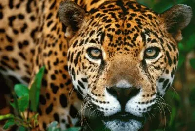 Animales