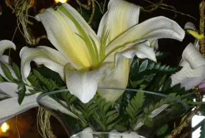 Lilium