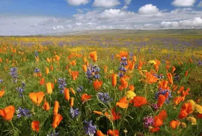 Poppy-California State Flower