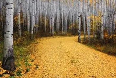 Fall mountain drive in the aspens - Colorado
