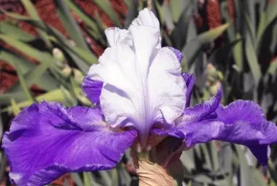 Purple and White Iris