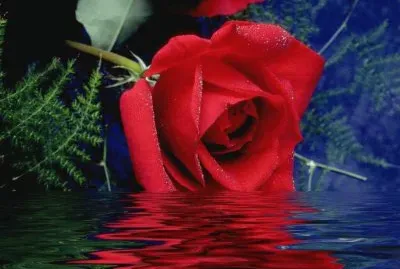 rosa