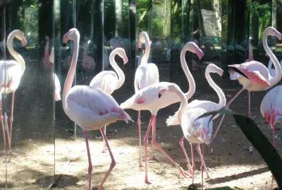 Flamingos jigsaw puzzle