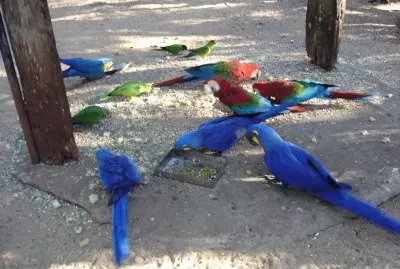 Blue parrots jigsaw puzzle