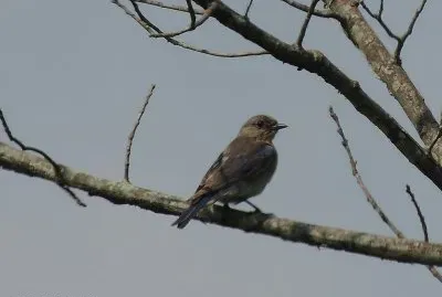 Young Eastern Bluebird jigsaw puzzle