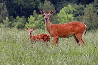 Doe With Fawn