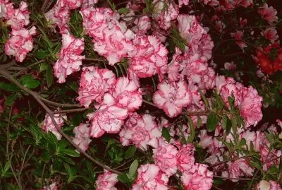 azalea