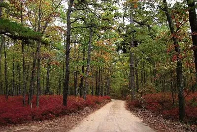 Pine Barrens