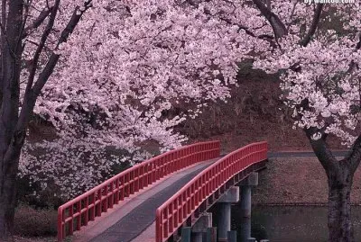 spring