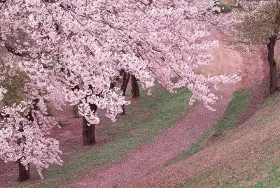 spring