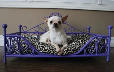 Luxury Purple Dog Bed
