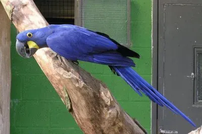 Hyacinth Macaw