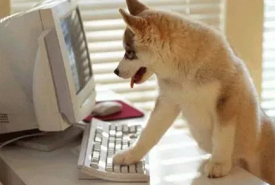 cÃ£o pc