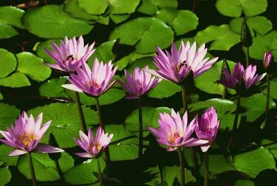 water lilies