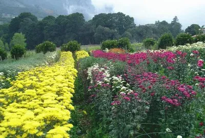 Flores Mesa de Aura, Cordero, TÃ¡chira, Venezuela
