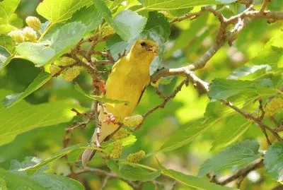 Goldfinch jigsaw puzzle