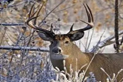 Mule deer - Colorado