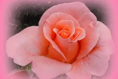 Rosa degrade