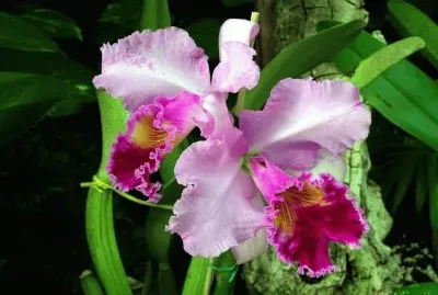OrquÃ­dea