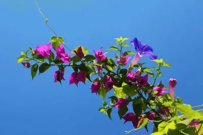 פאזל של Flores de enredadera