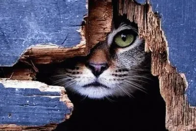 hole in the wall gang