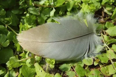 Feather jigsaw puzzle