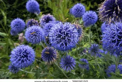 Purple Globe Thistle